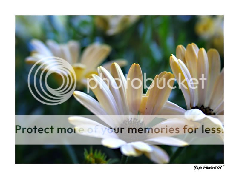Flowers.jpg