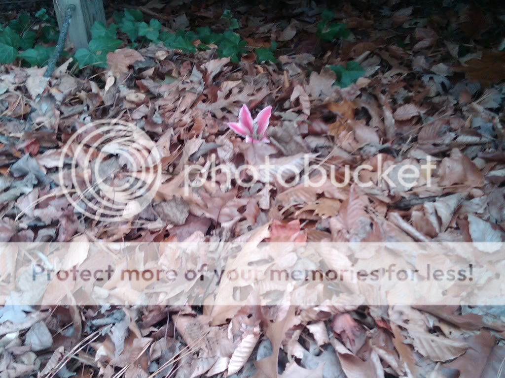 flower.jpg