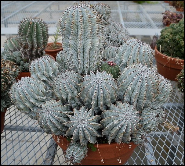 Euphorbia_horrida_Clump_USBGPF_2019.jpg