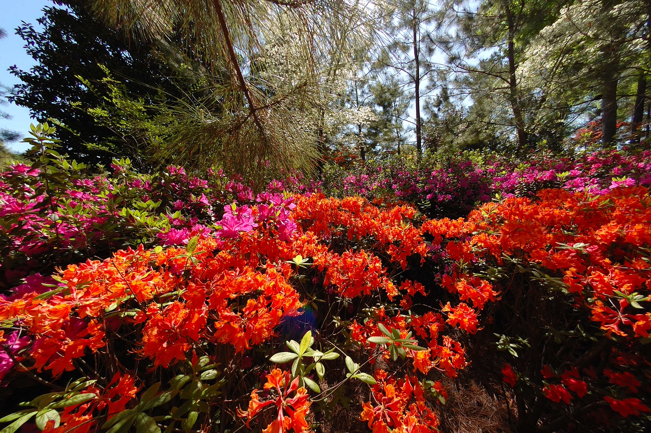 WRAL TV5 Gardens, Raleigh, NC - April 18, 2009