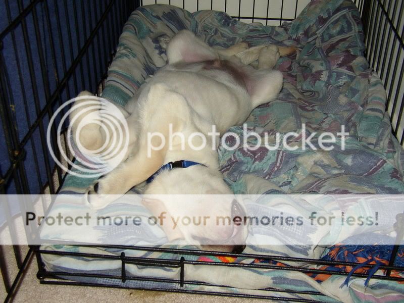 my dog ( yes very bored)