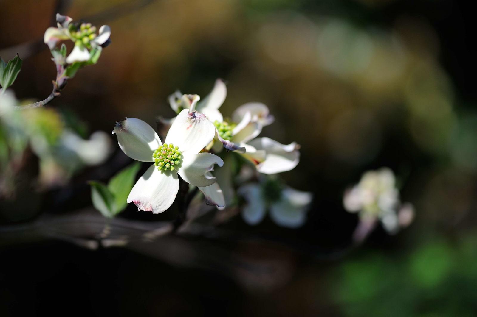 DSC_0061-X3.jpg