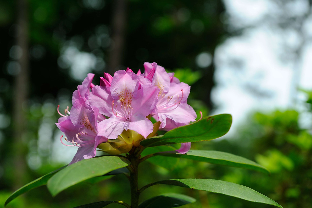 DSC_00034-XL.jpg