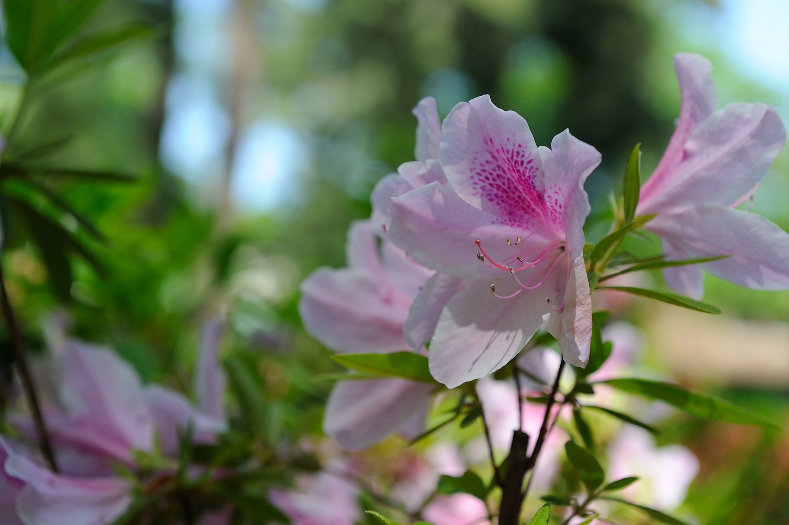 DSC_0045-X3.jpg