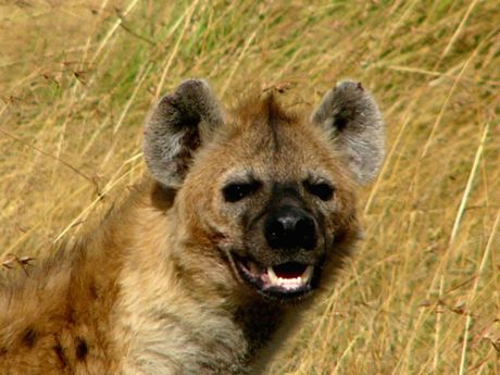 000hyena.jpg
