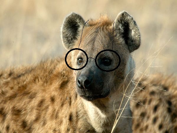 hyena_with_glasses_by_etetre-d4um8a2.jpg