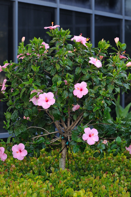 Morning Hibiscus Photos