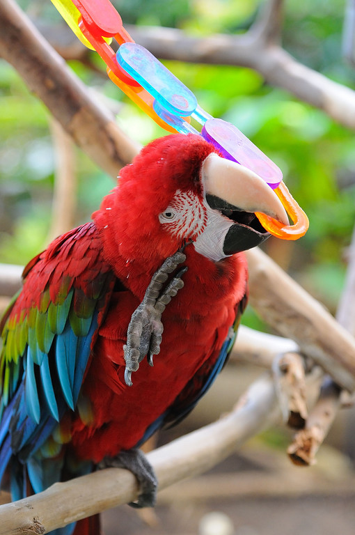 Hawaiian Wildlife