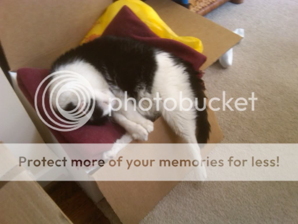 lazypatch.jpg