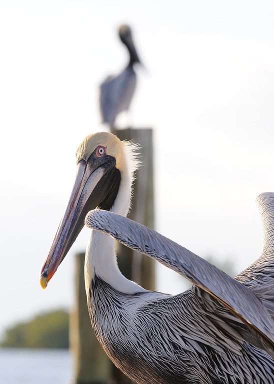 Pelicans in Ft. Myers Beach