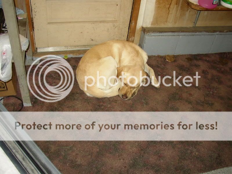 my dog ( yes very bored)