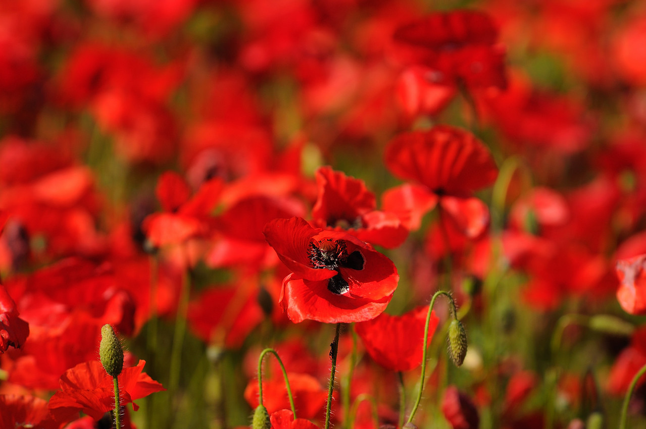 Poppy Field