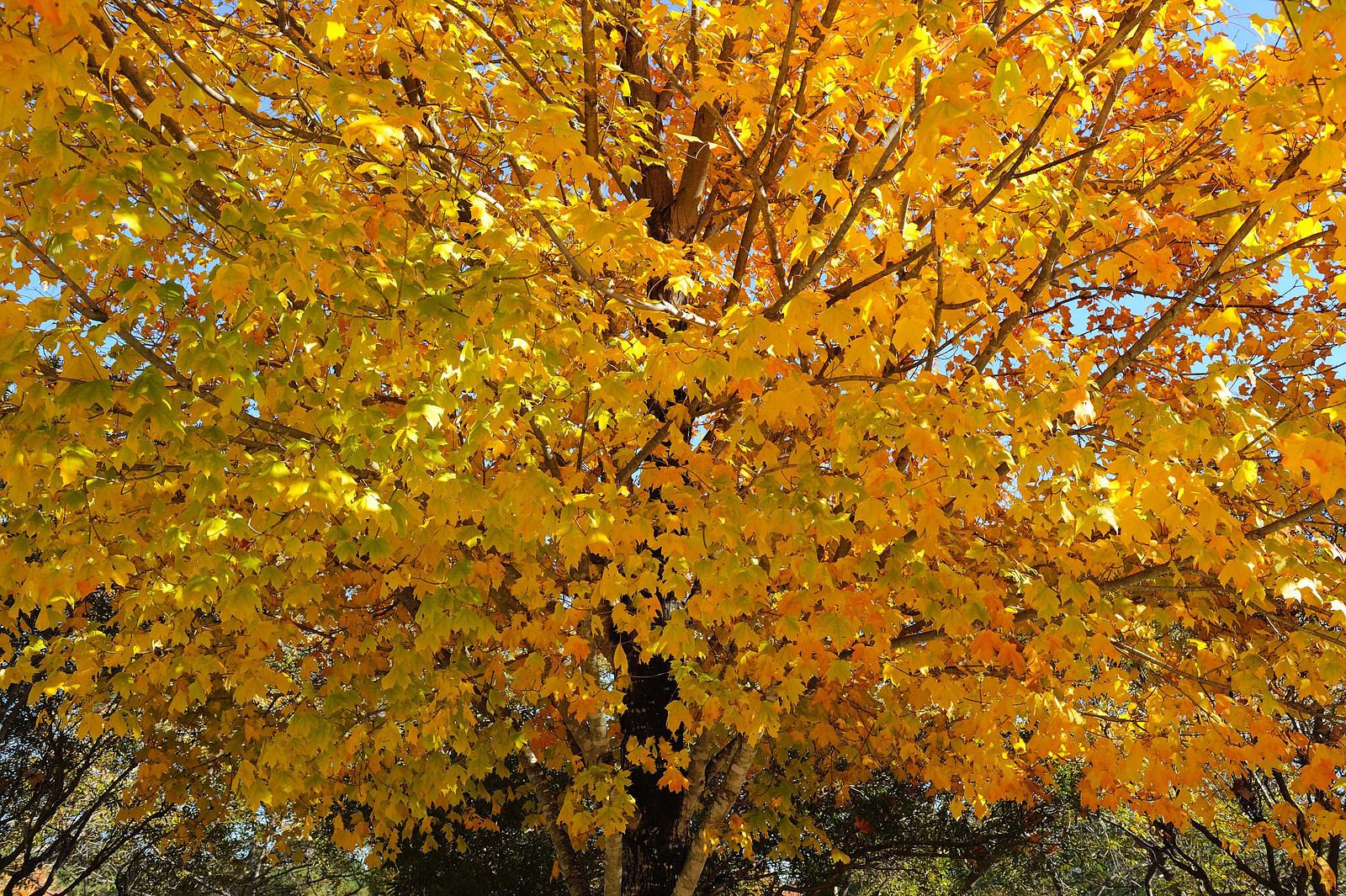 1087058151_ujbkC-X3.jpg