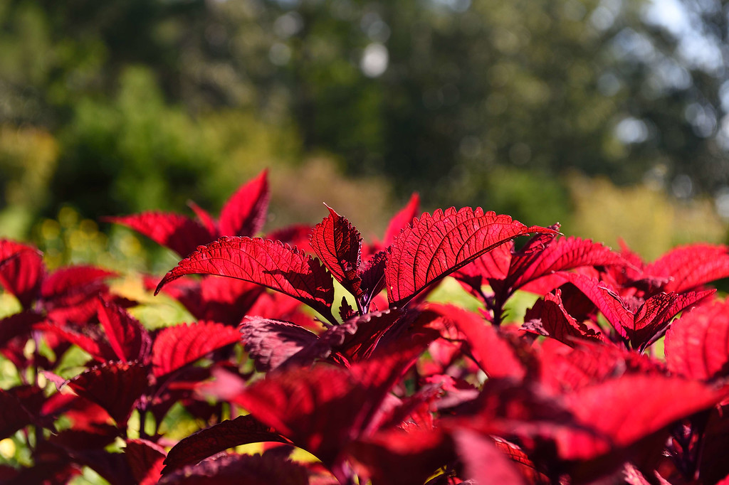 DSC_00172-XL.jpg