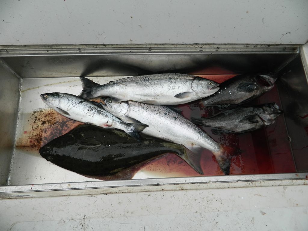 fishnmercs003.jpg