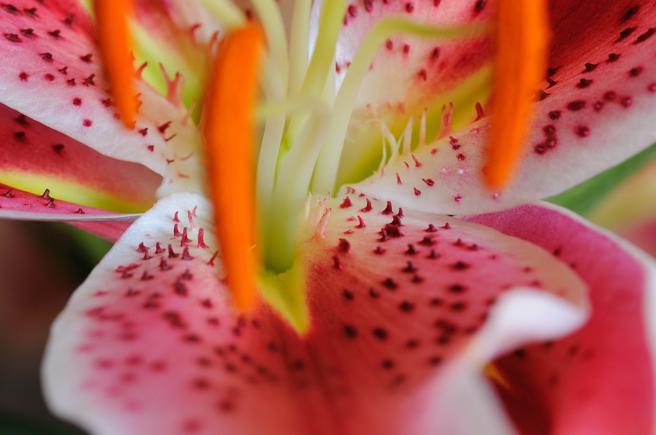 Stargazer Lili