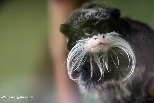 Emperor_Tamarin_2734.JPG