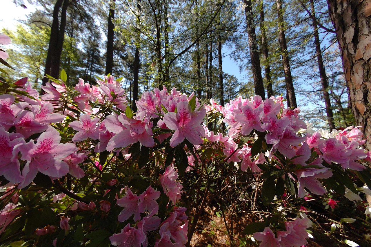 WRAL TV5 Gardens, Raleigh, NC - April 18, 2009