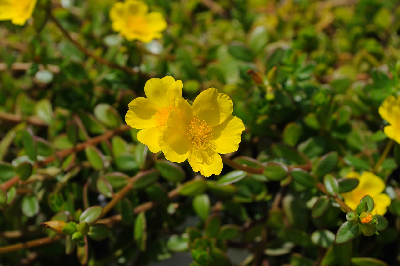 Portulaca