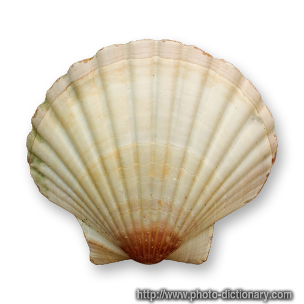 9996ocean_shell.jpg