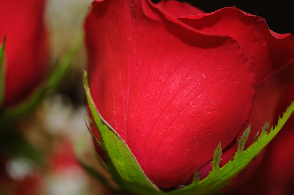 Valentine's Day Roses