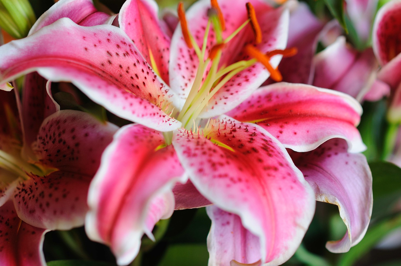 Stargazer Lili