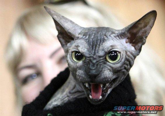 don-sphynx-cat.jpg