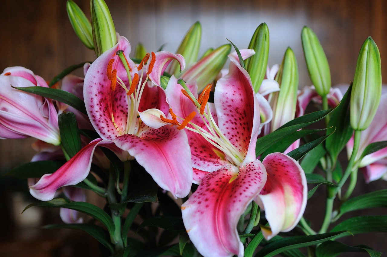 Stargazer Lili