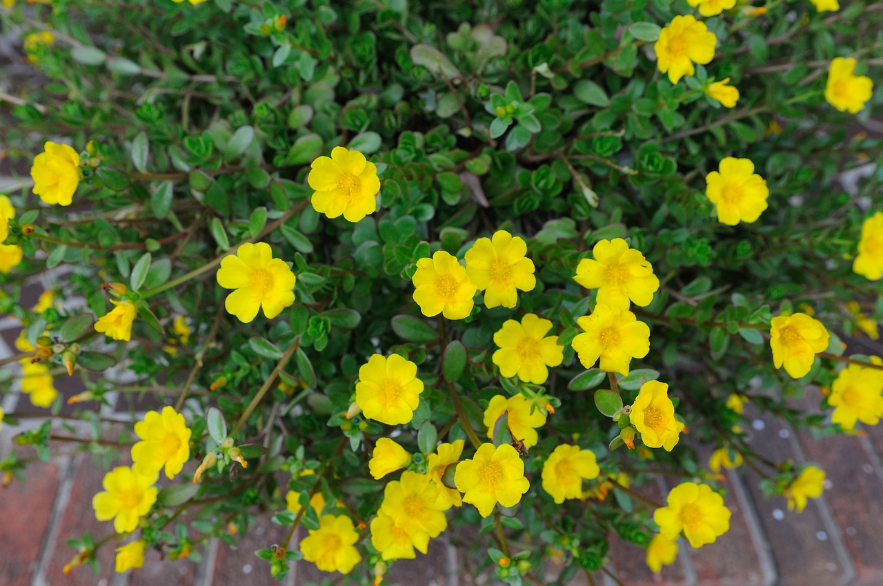 Portulaca