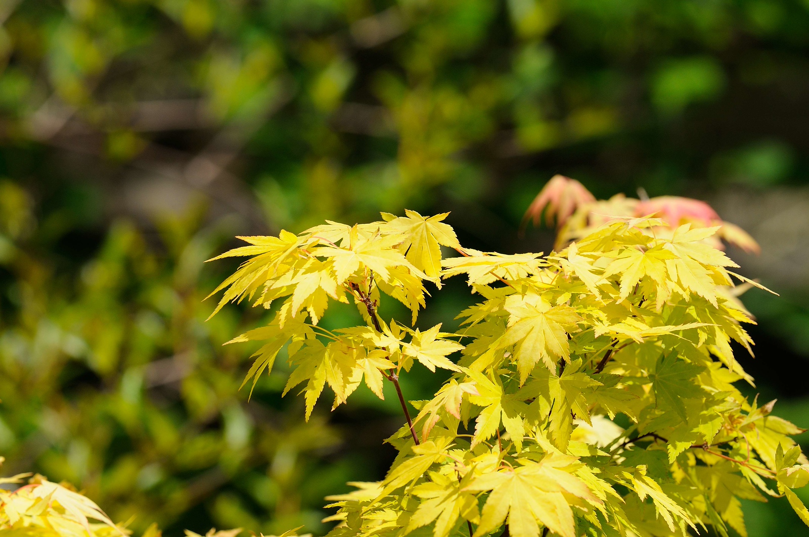 DSC_0140-X3.jpg