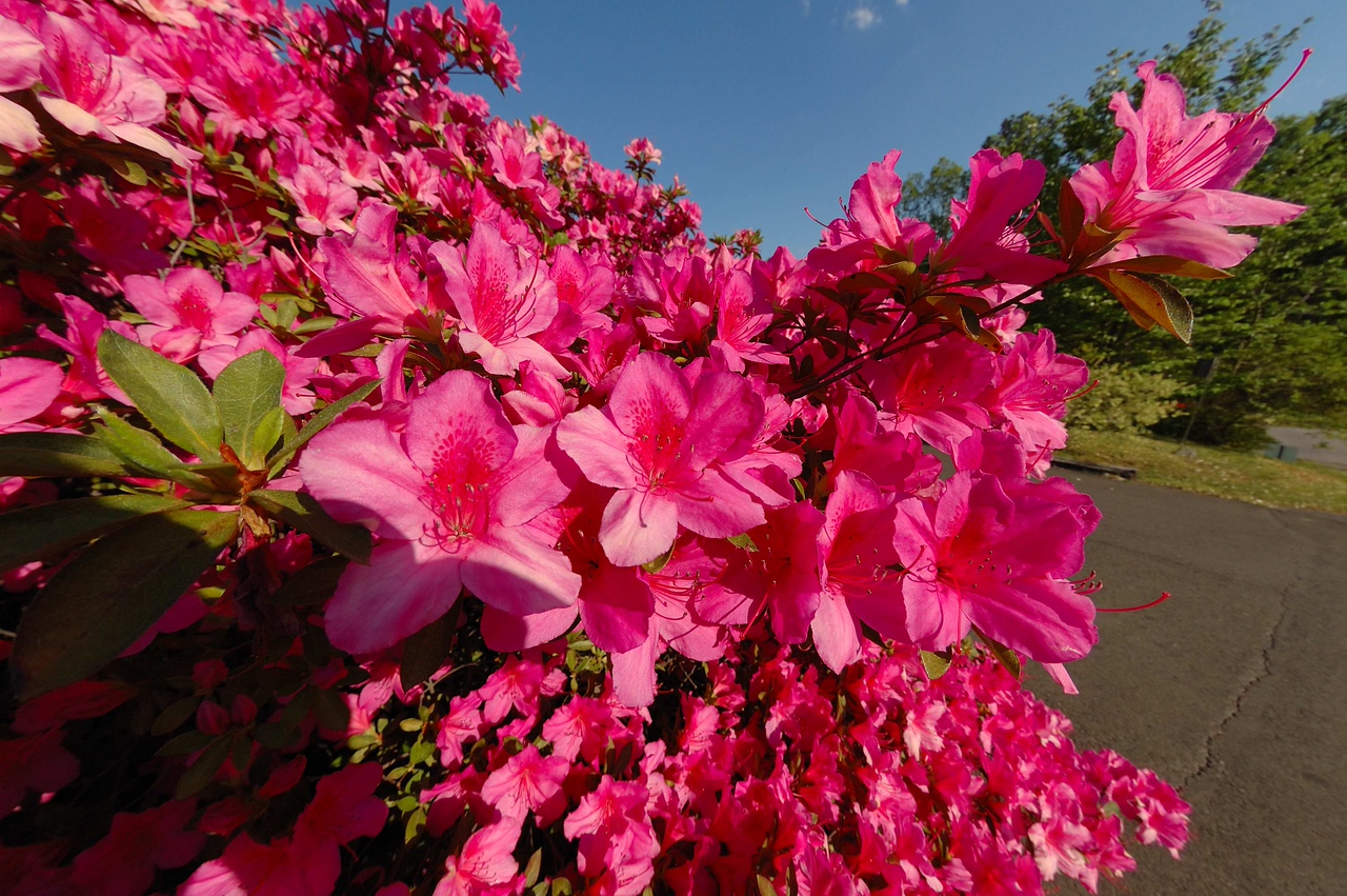Azaleas