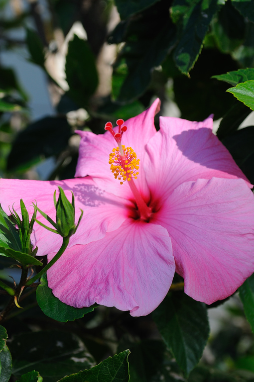Florida Hibiscus