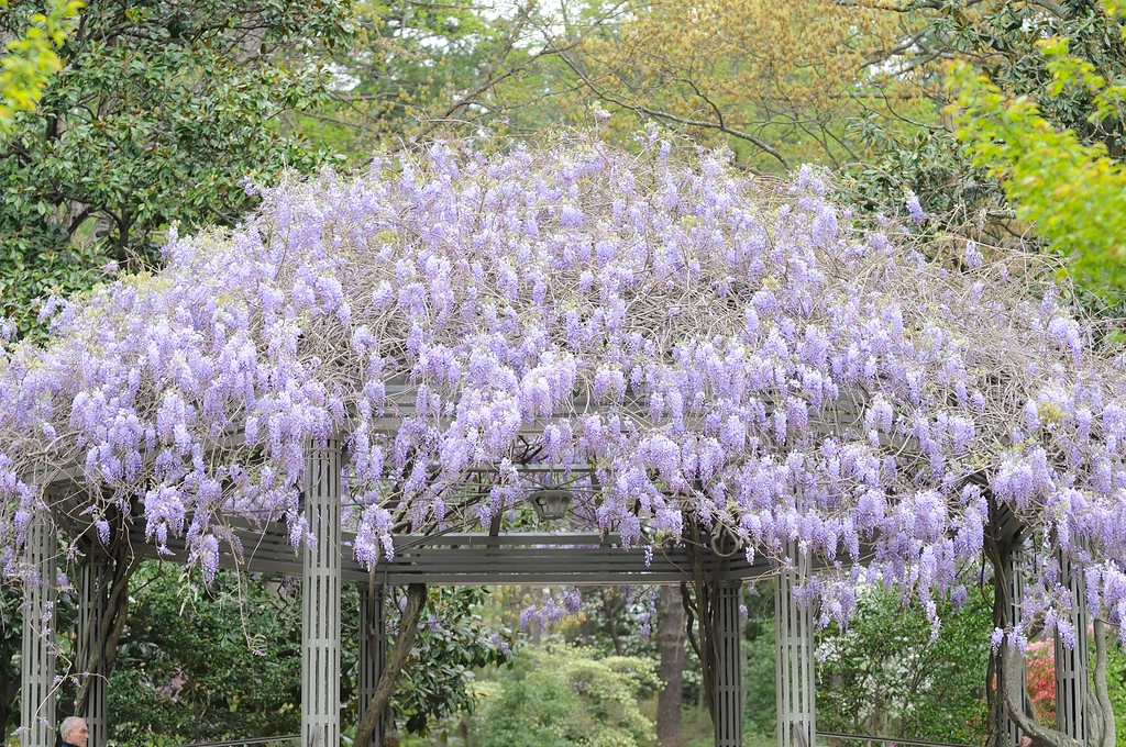 Duke Gardens - April 13, 2009