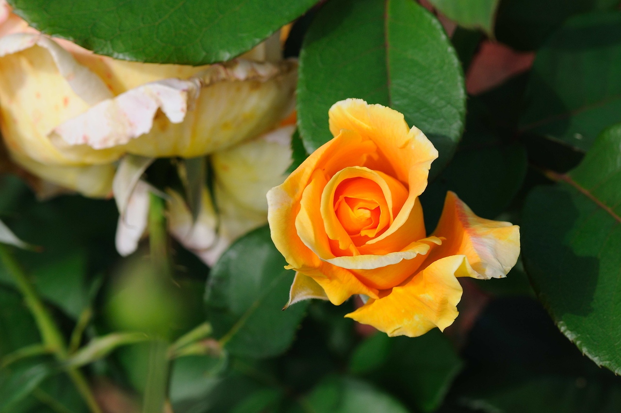 Roses at Duke Gardens - May 4, 2009