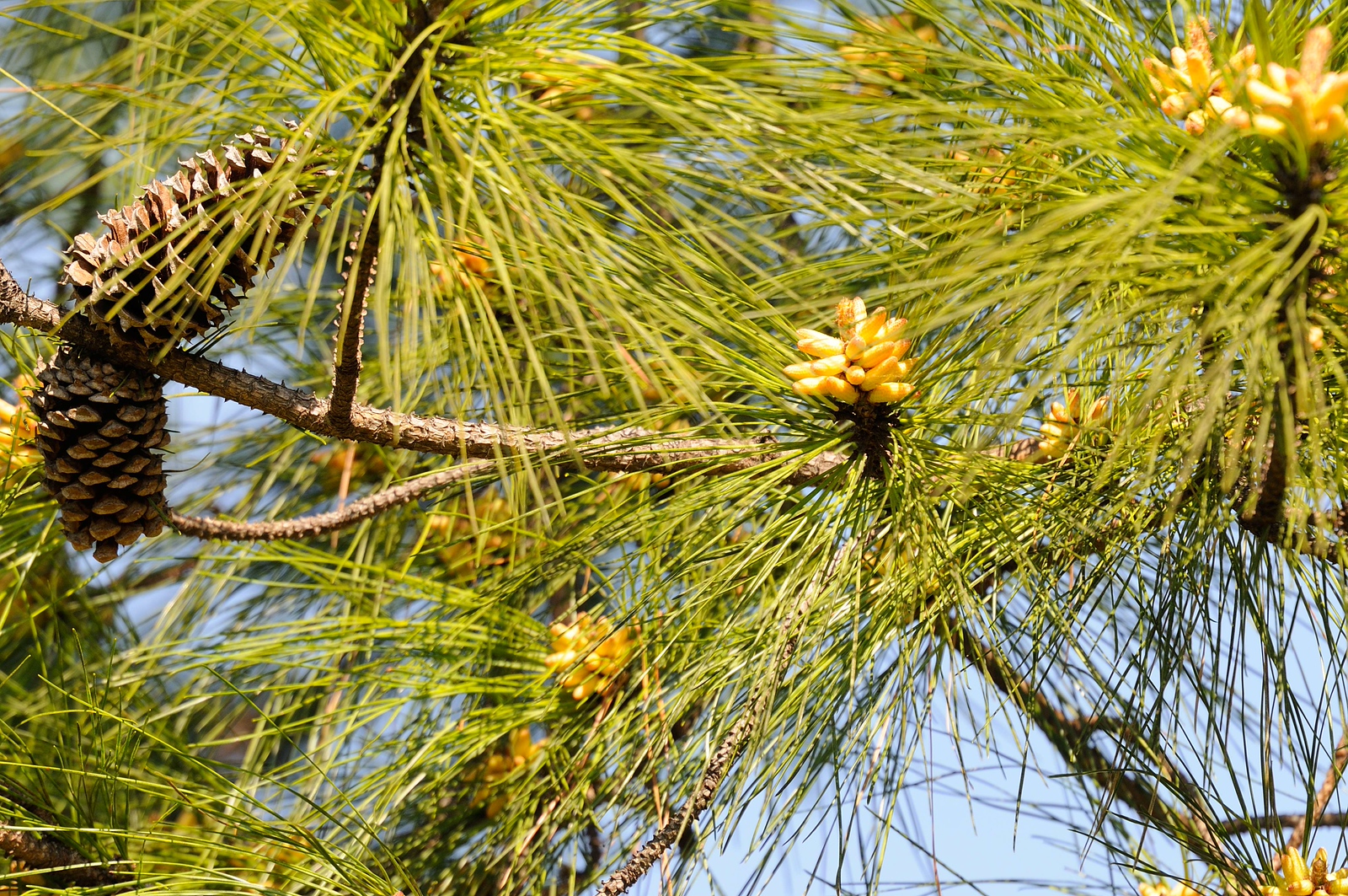 Pine Pollen