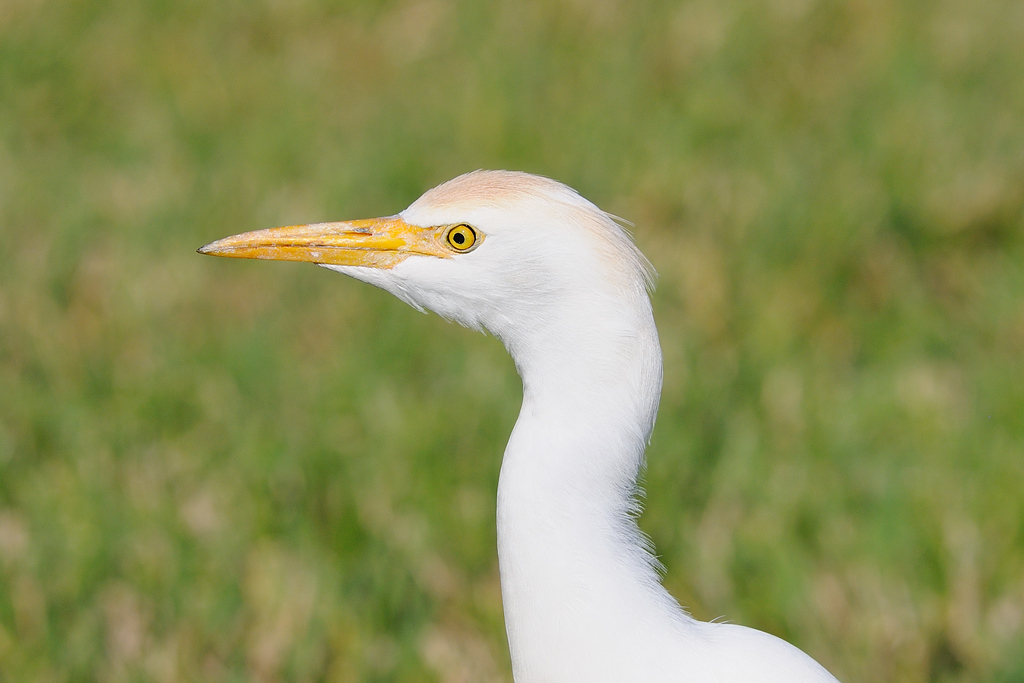Baby Egret in Naples