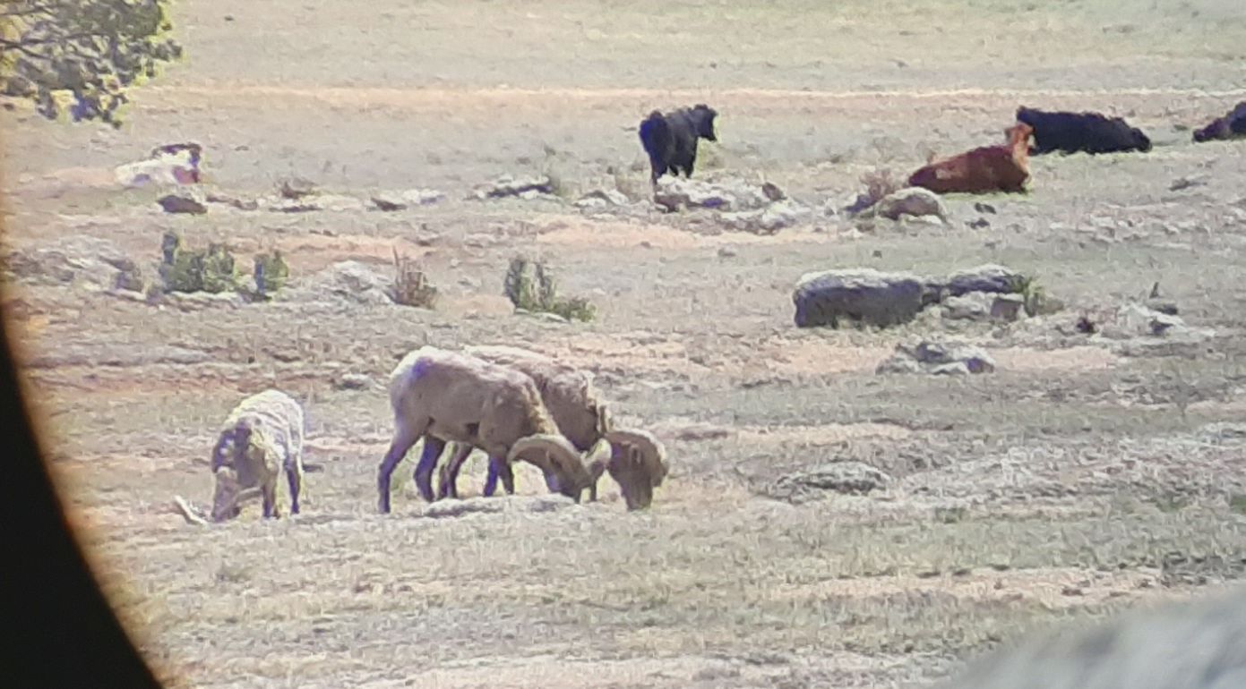 Sheep2.jpg