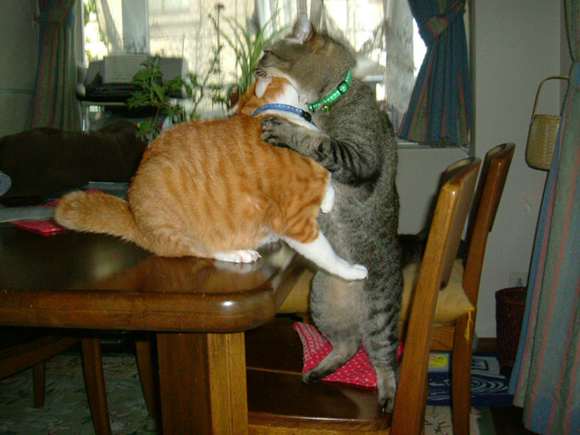 Cat%20Eating%20Cat.jpg