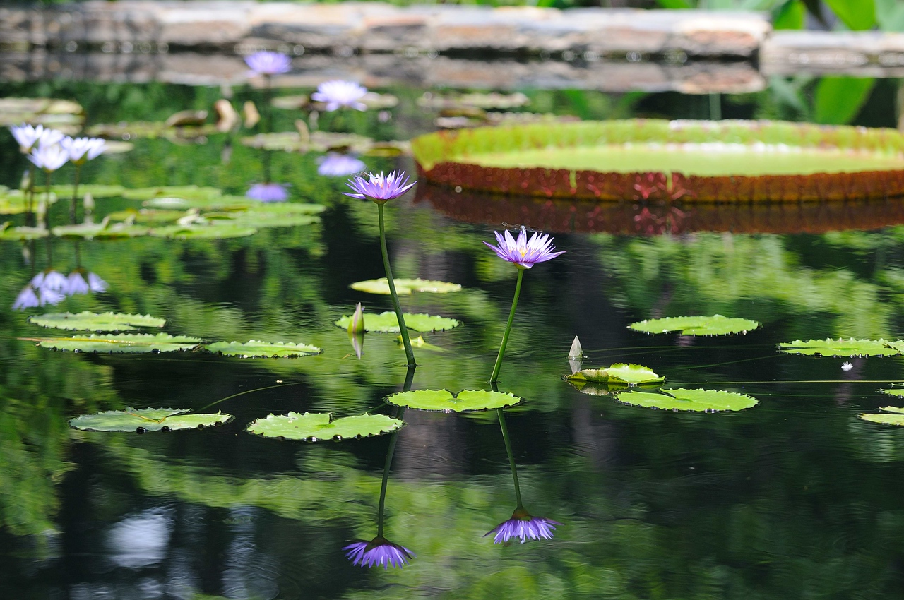 Duke Gardens - July 18, 2009