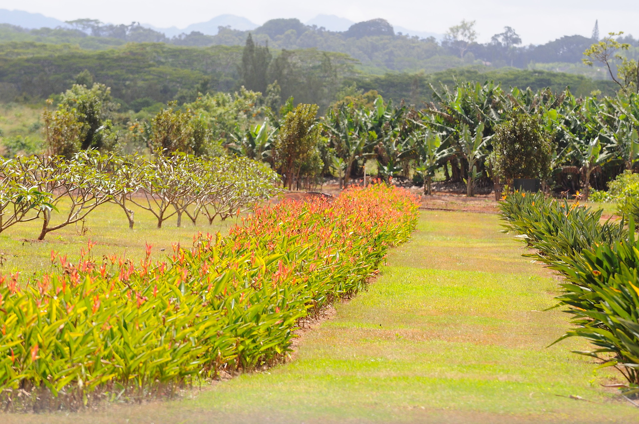 Hawaii Trip - April 23, 2008, Dole Plantation