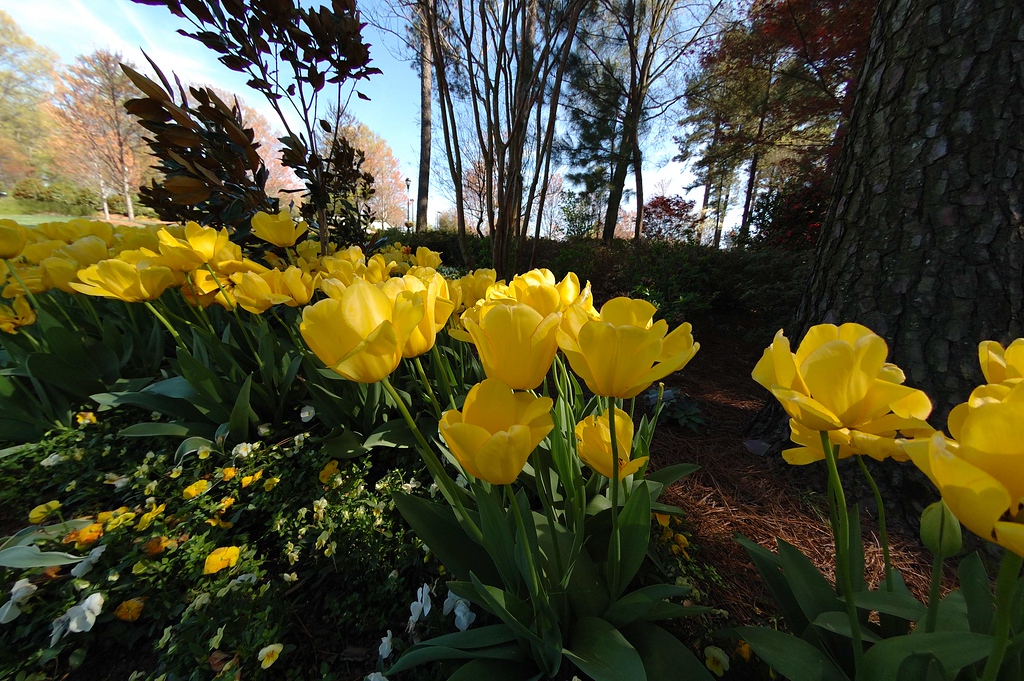 WRAL TV5 Gardens, Raleigh, NC