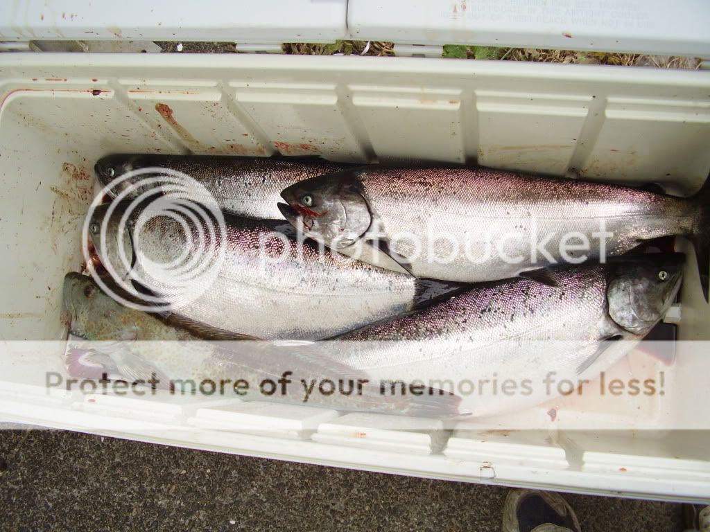 fish029.jpg