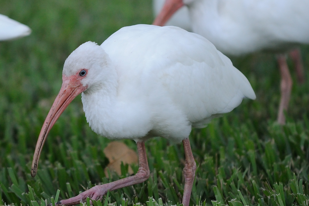 White Ibis