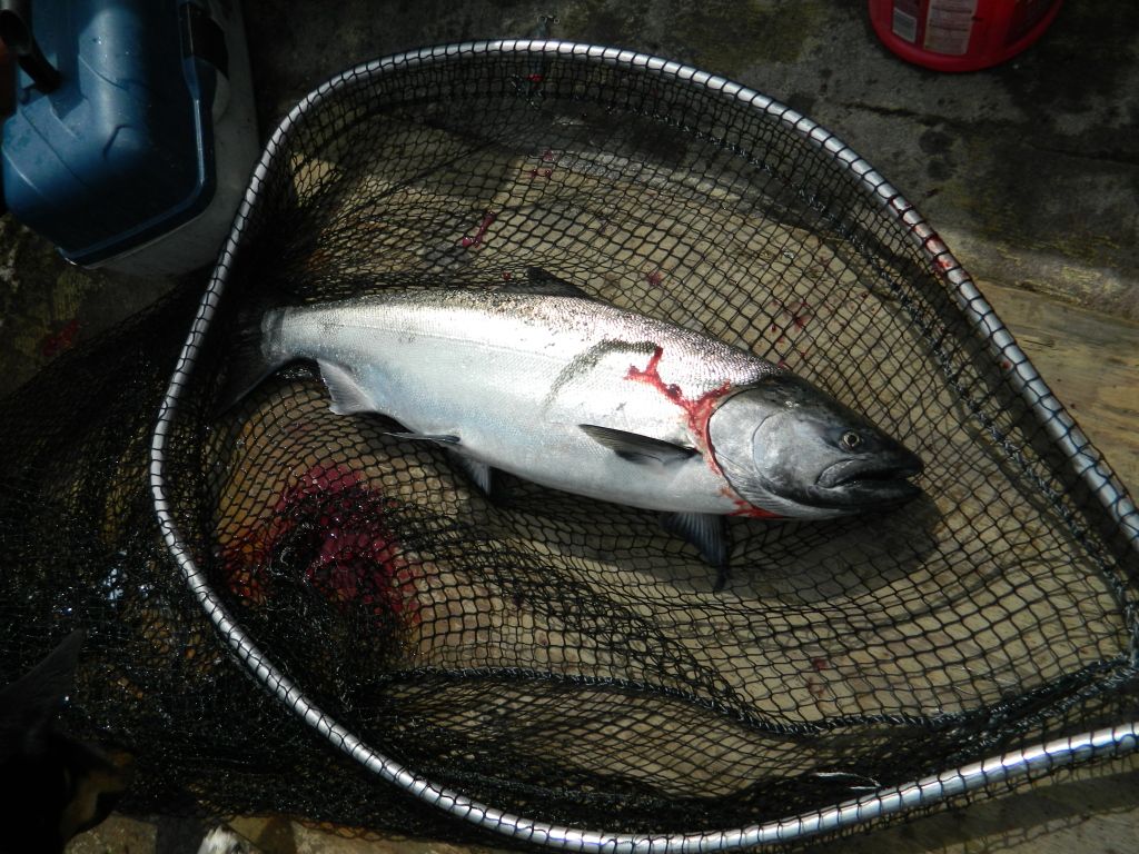fishescott038.jpg