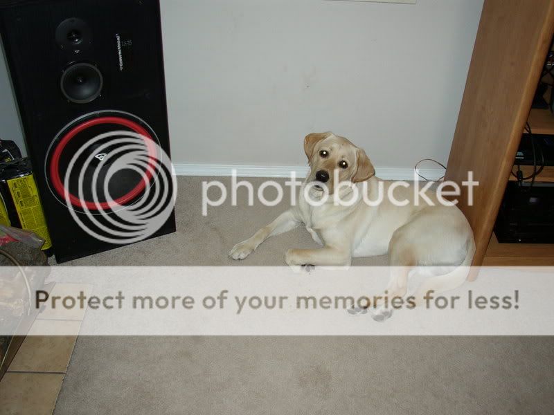 my dog ( yes very bored)