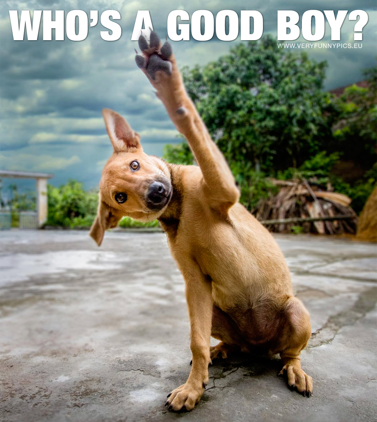 funny-pictures-whos-a-good-boy.jpg