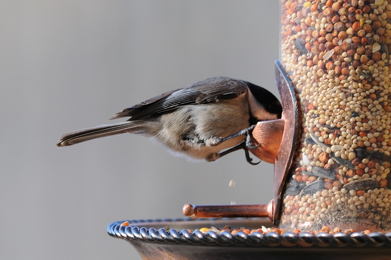 A Couple Birds