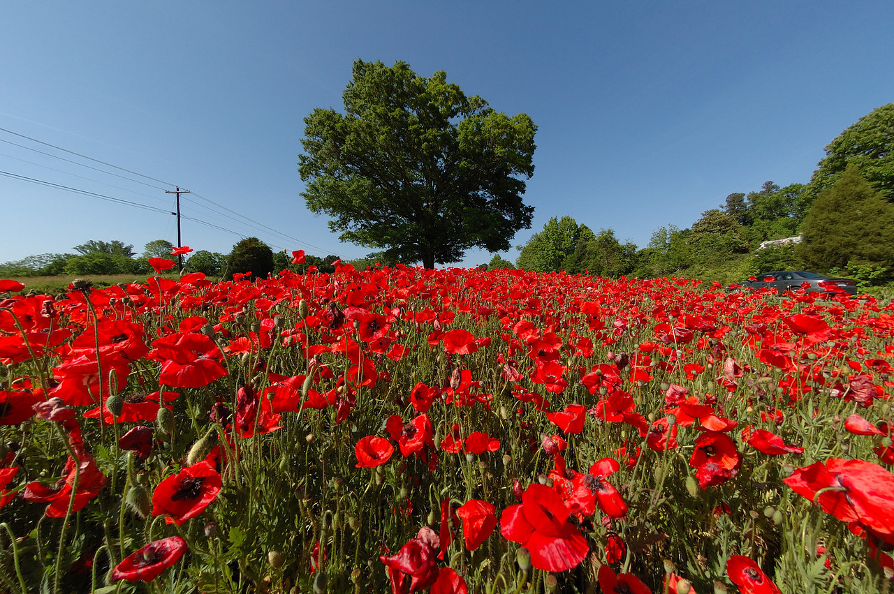 Poppy Field