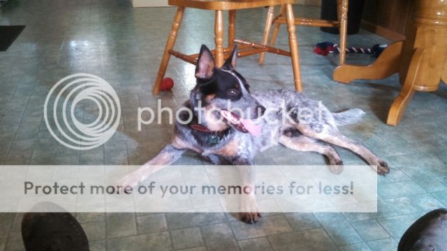 IMG_20150624_170759_035_zpsyvfx4thm.jpg