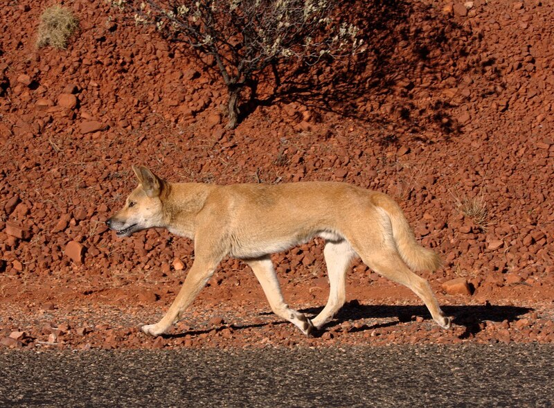 800px-Dingo_on_the_road.jpg